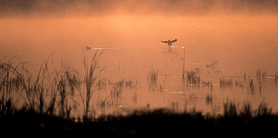 Renseigner Image dans le JSON