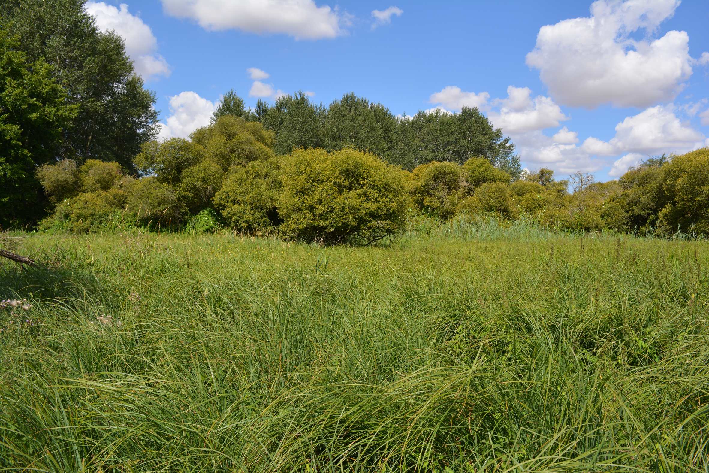 Renseigner Image dans le JSON