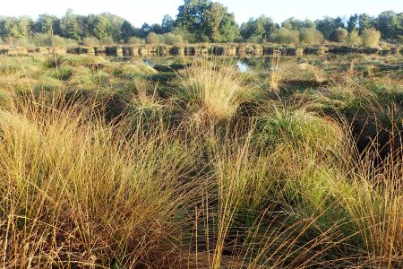 Renseigner Image dans le JSON