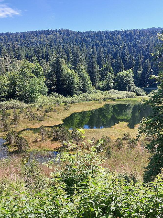 Renseigner Image dans le JSON